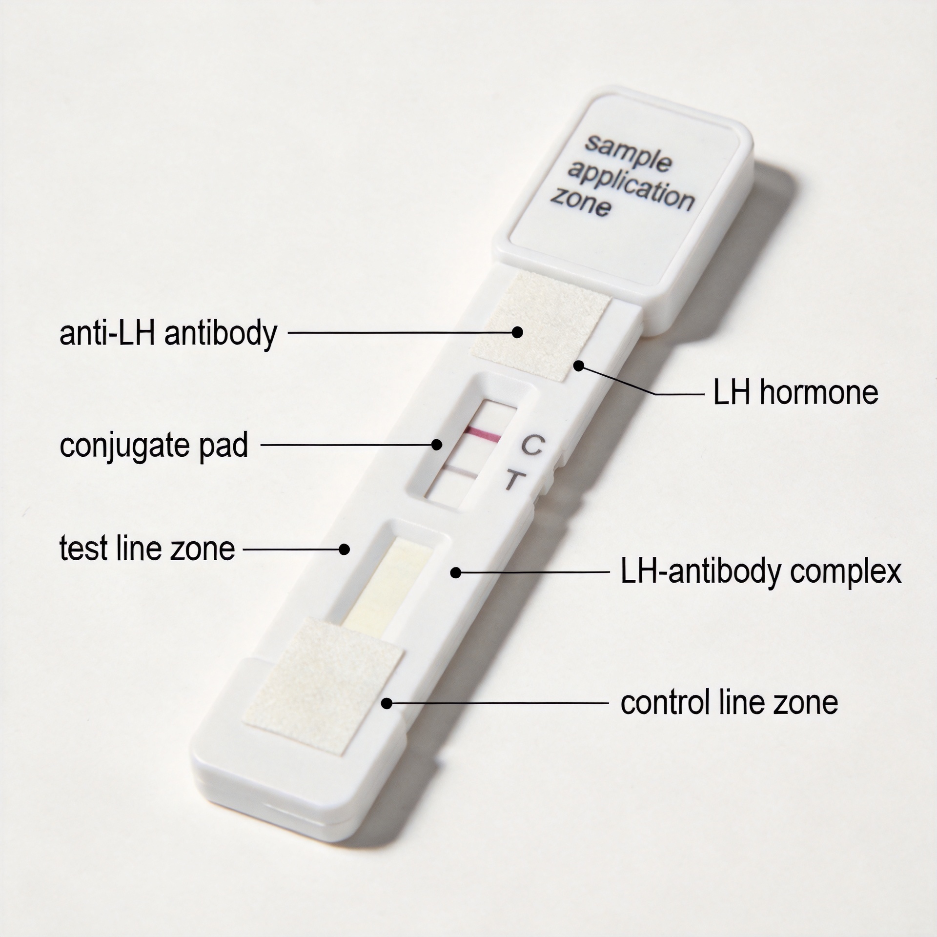 Ovulation predictor kit lateral flow assay mechanism showing antibody binding zones for LH hormone detection